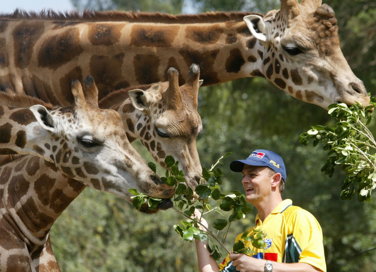 Adam Gilchrist feeds giraffes in the Melbourne Zoo, January 30, 2002