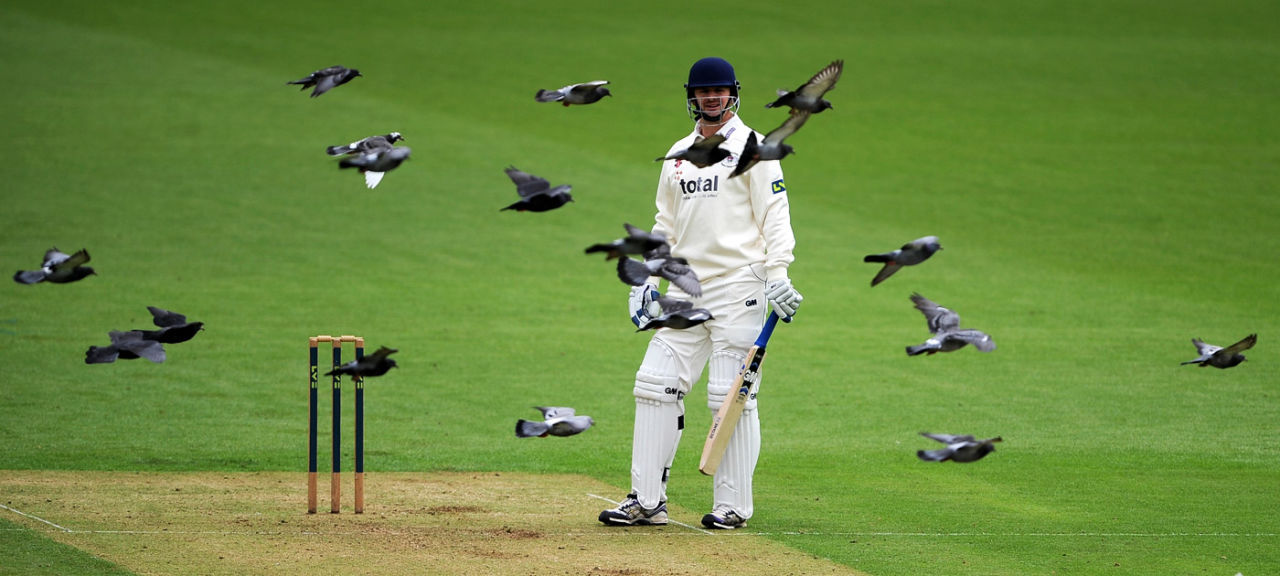 Alex Gidman waits for the pigeons to fly away, Surrey v Gloucestershire, County Championship, 1st day, The Oval, May 11, 2014