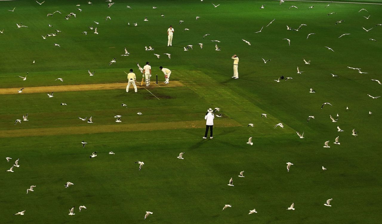 Seagulls staged a pitch invasion at the MCG, Victoria v Tasmania, Sheffield Shield 2016-17, 2nd day, Melbourne, October 26, 2016