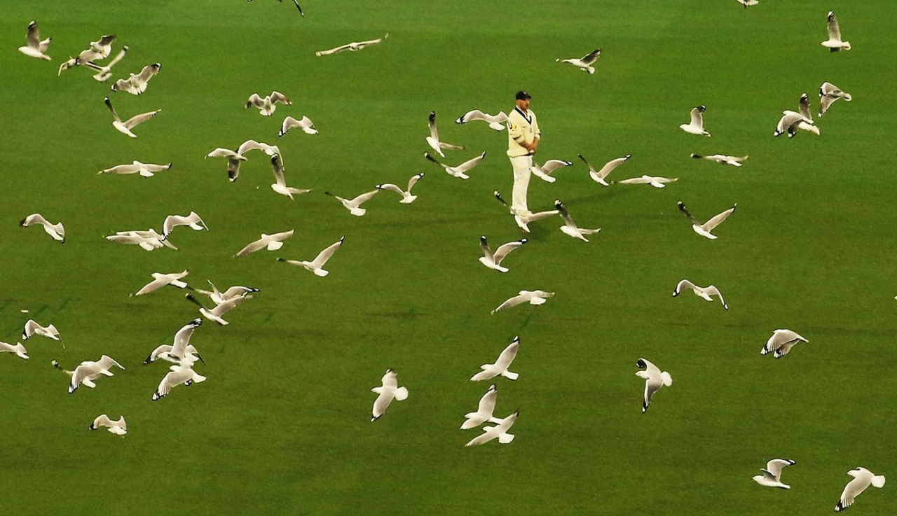 A Finch among the seagulls, Victoria v Tasmania, Sheffield Shield 2016-17, 2nd day, Melbourne, October 26, 2016