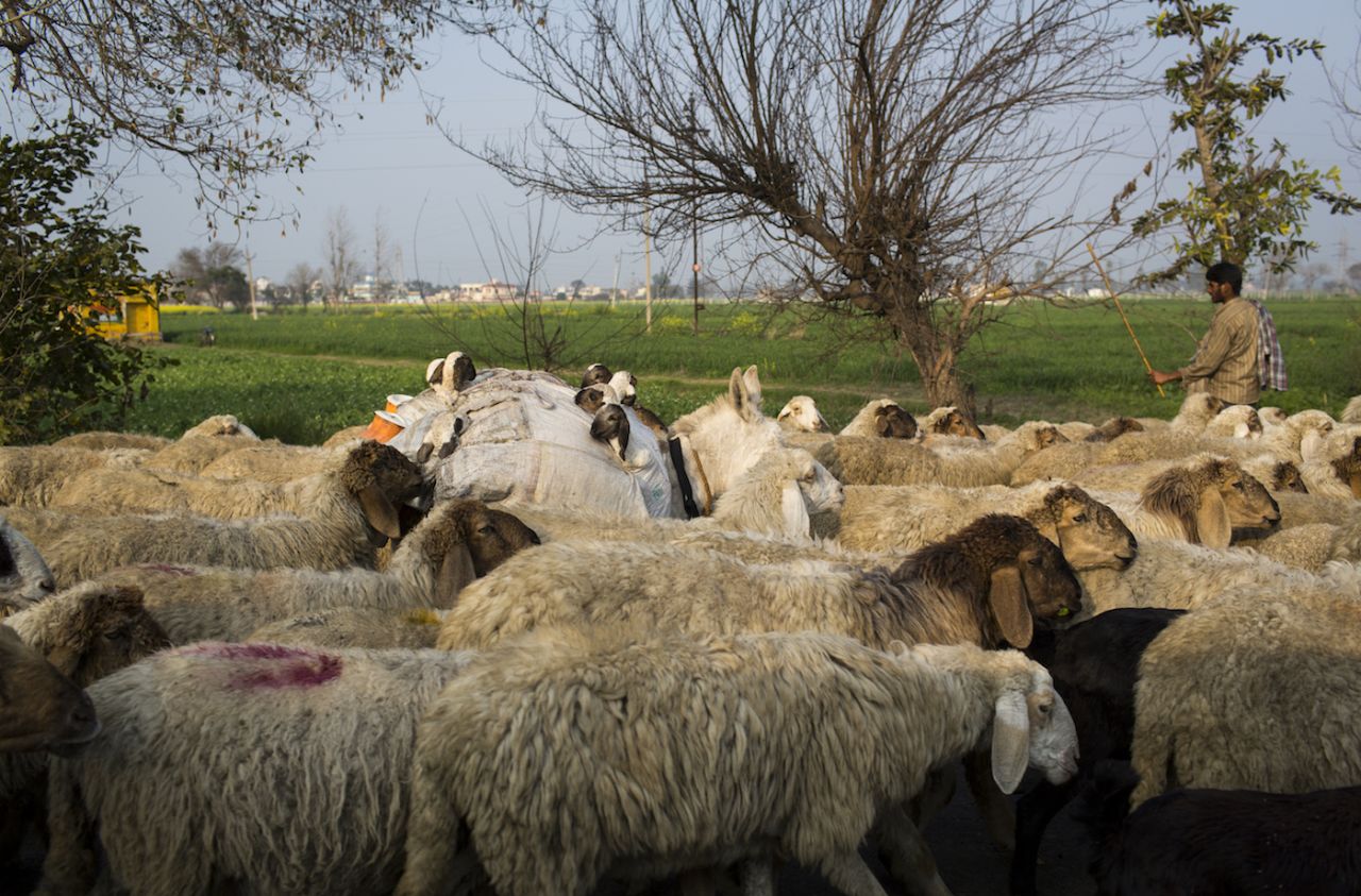 Sheep on the Grand Trunk Road, now part of NH44 from Delhi to Chandigarh