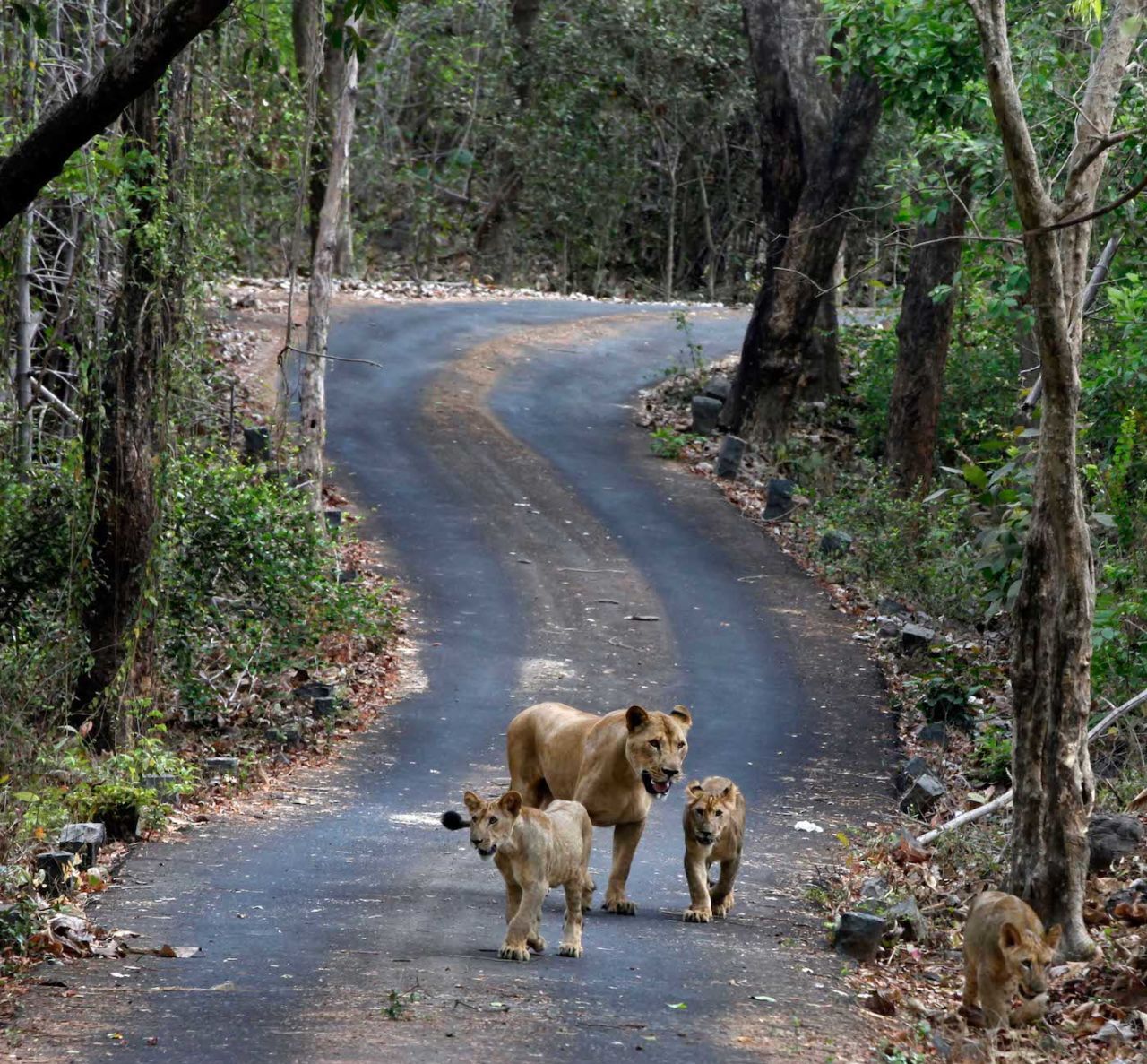 Sanjay Gandhi National Park is the only national park within city limits and is home to 35 leopards, as well as lions and tigers in safari enclosures