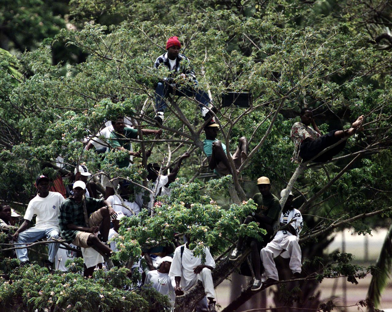 Fans watch the action from a tree outside the Bourda Oval, West Indies v England, 4th Test, Georgetown, 2nd day, February 28, 1998