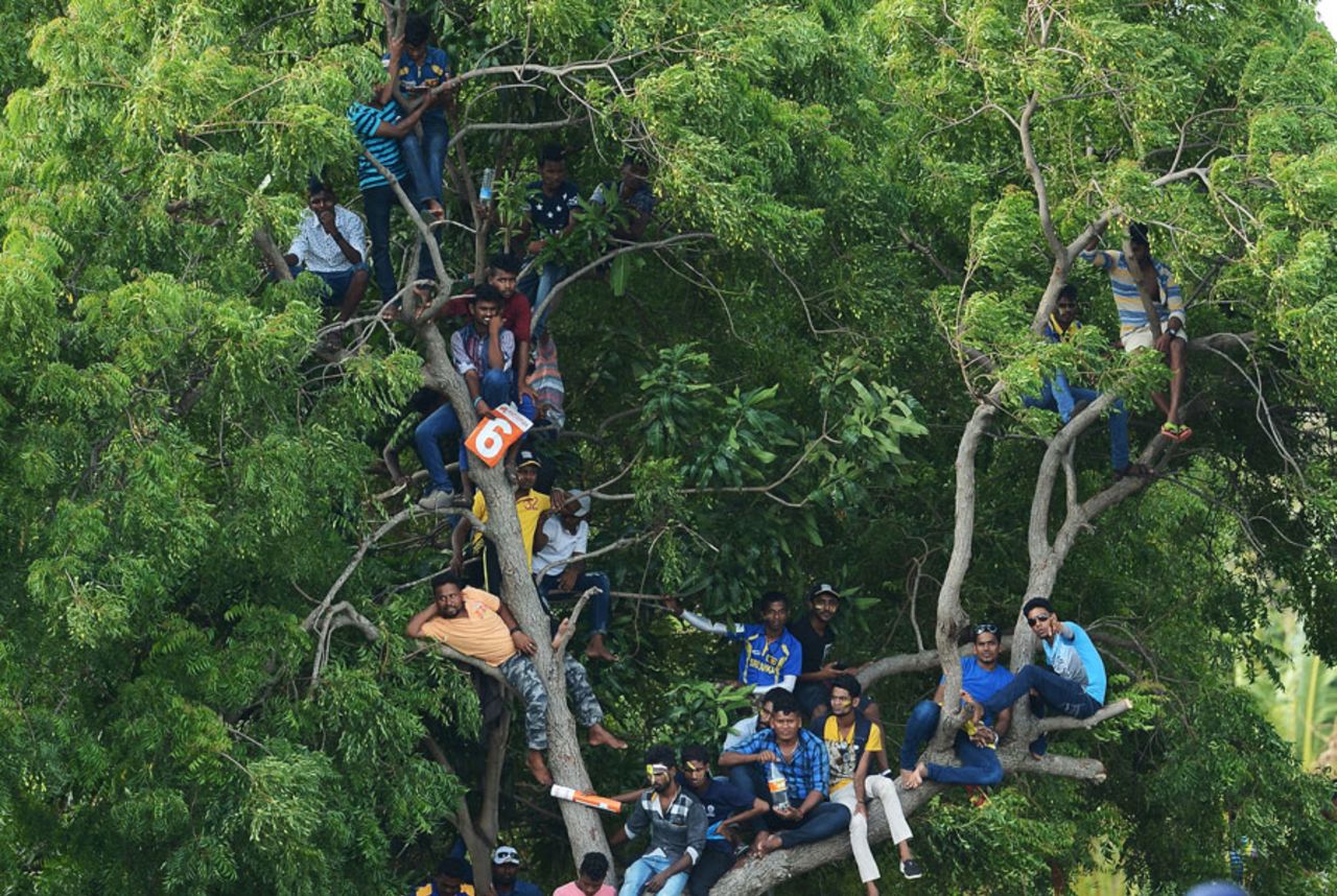 Fans found viewing spots on trees in Dambulla, Sri Lanka v India, 1st ODI, Dambulla, August 20, 2017