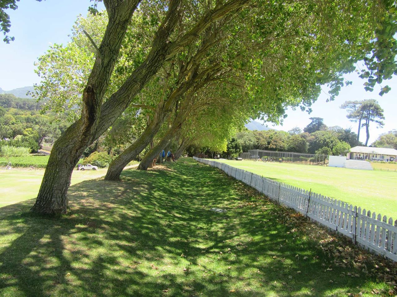 A view of the poplar-lined boundary at the Jacques Kallis Oval, Wynberg Boys High School, Cape Town, February 2018
