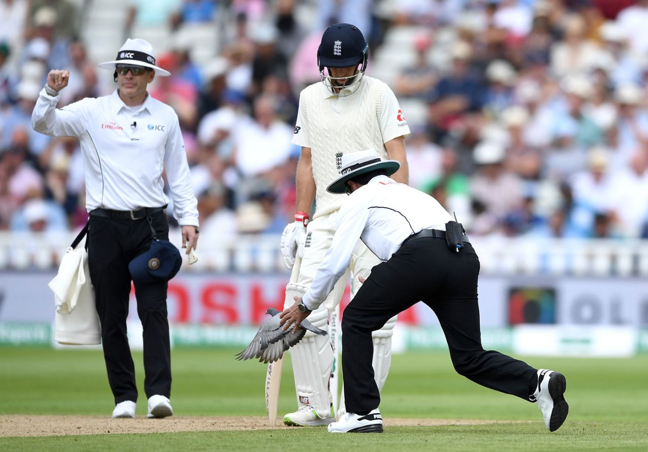 Aleem Dar tries to catch the pigeon, England v India, 1st Test, 1st day, Edgbaston, 1 August, 2018