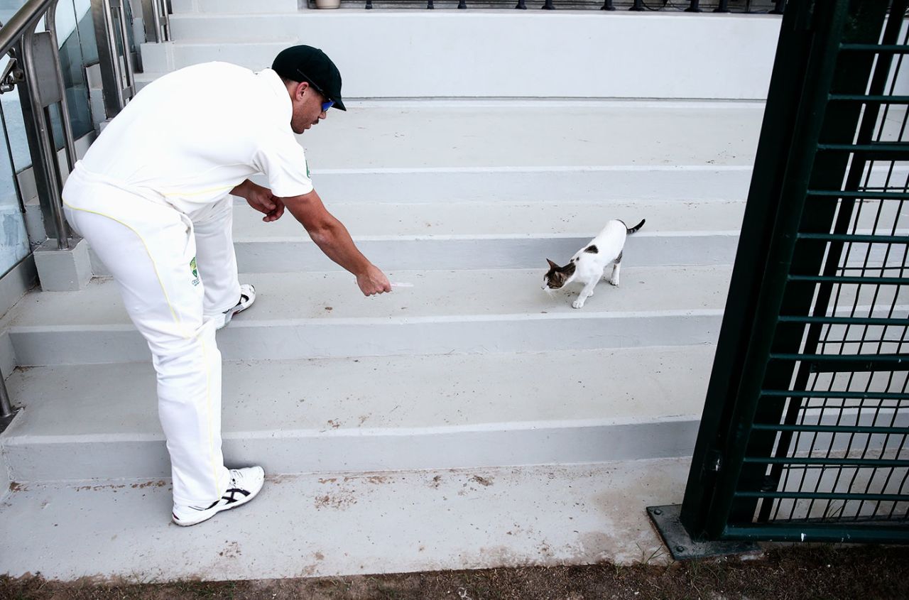 David Warner greets a cat, Pakistan v Australia, 2nd Test, Abu Dhabi, 1st day, October 30, 2014