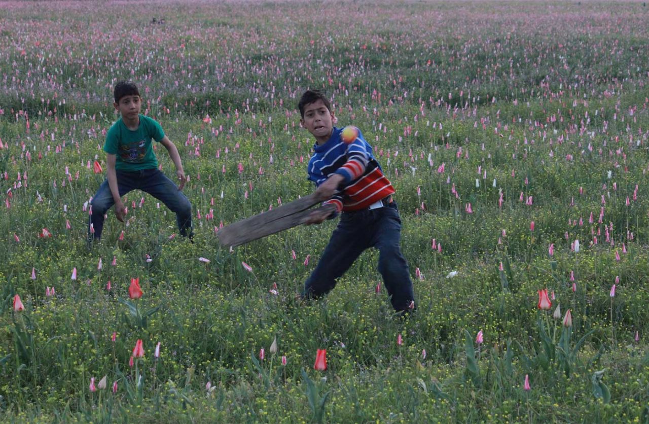Shahid Mushtaq: Kids playing cricket surrounded by wild tulips in Pampore, Kashmir