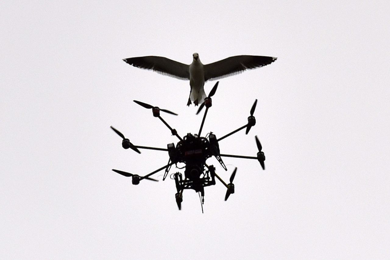 A seagull swoops at a Sky TV drone, day five, second Test New Zealand vs Sri Lanka, Basin Reserve, Wellington, January 7, 2015