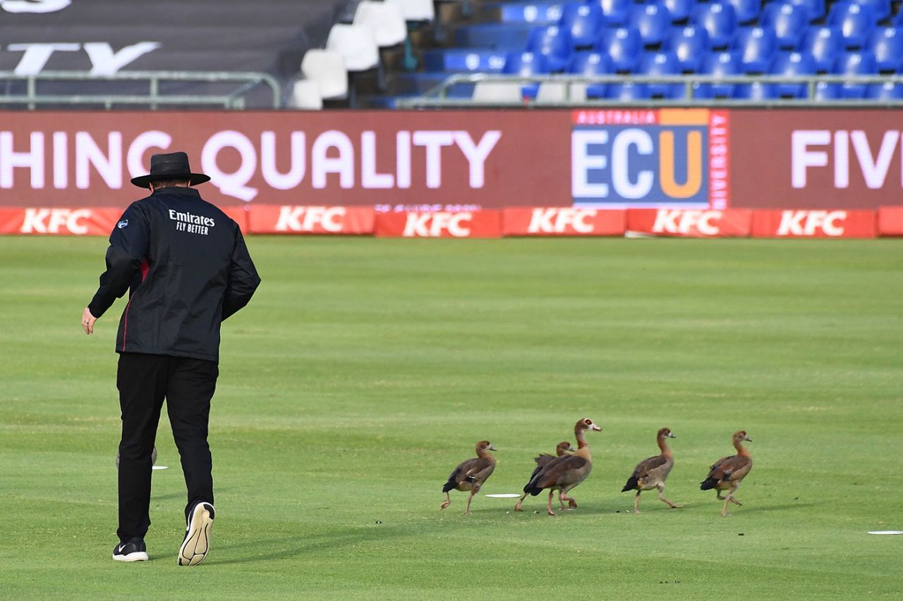 Umpire Adrian Holdstock chases a family of geese off the Newlands outfield, South Africa v England, 1st T20I, Cape Town, November 27, 2020