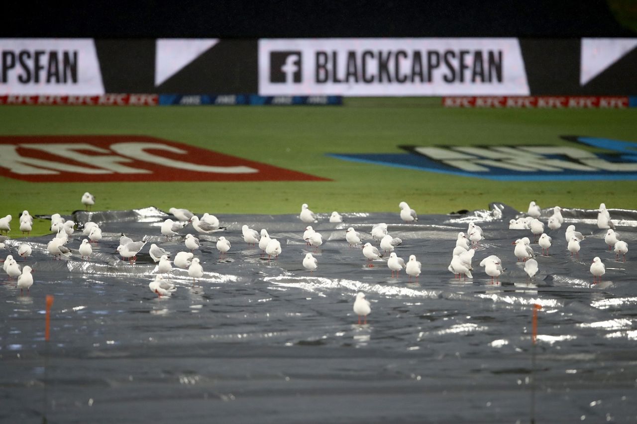 Pigeons flock the flooded covers during a rain break at the Bay Oval, New Zealand vs West Indies, 3rd T20I, Mount Maunganui, November 30, 2020
