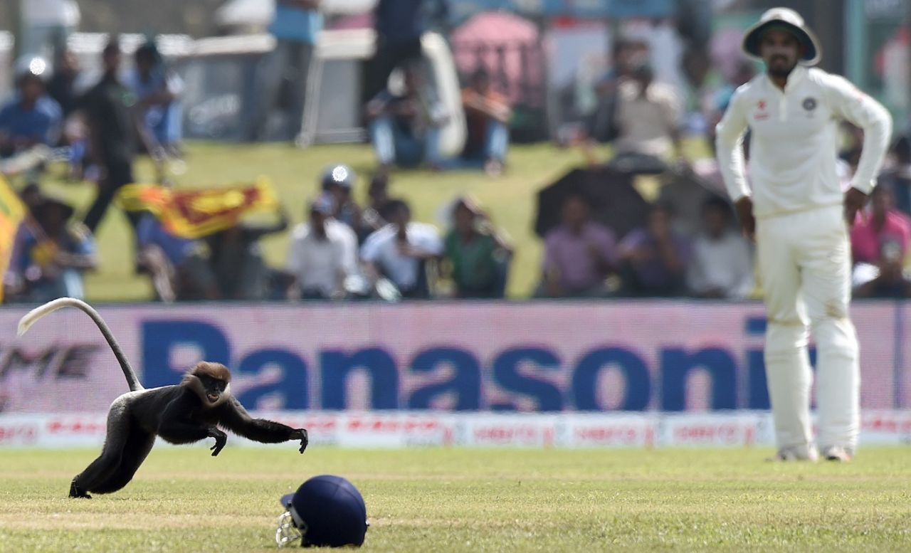 A monkey runs on the ground as Bhuvneshwar Kumar looks on, third day, first Test, Sri Lanka vs India, Galle International Cricket Stadium, Galle, August 14, 2015.