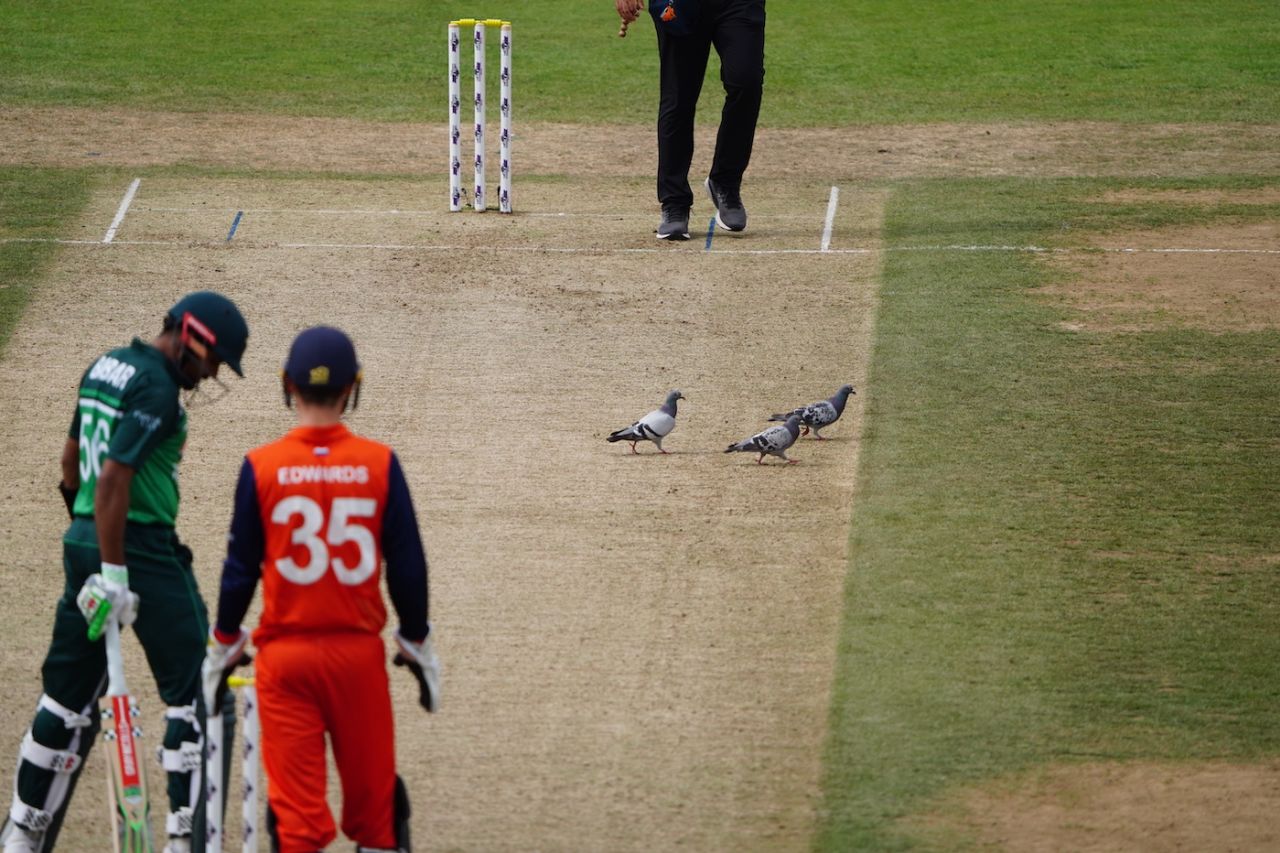 Some pigeons also showed up to watch Babar Azam bat, Netherlands vs Pakistan, 3rd ODI, Rotterdam, August 21, 2022