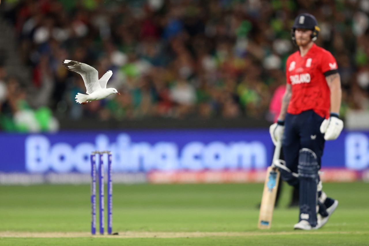 The seagulls took centre stage at times at the MCG, England vs Pakistan, Men's T20 World Cup 2022, final, Melbourne, November 13, 2022