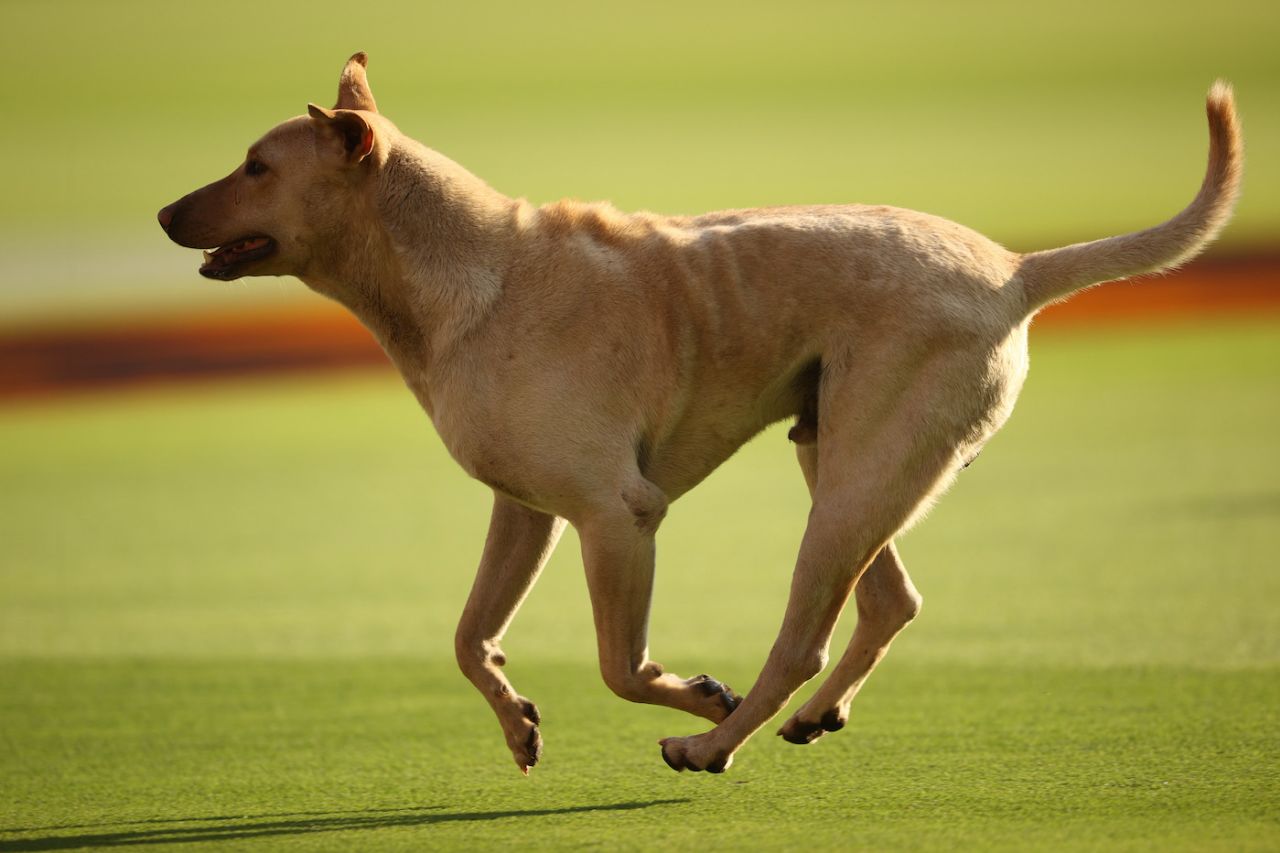 A dog makes an appearance ahead of the start of the game, India vs Australia, 4th Test, Ahmedabad, 1st day, March 9, 2023