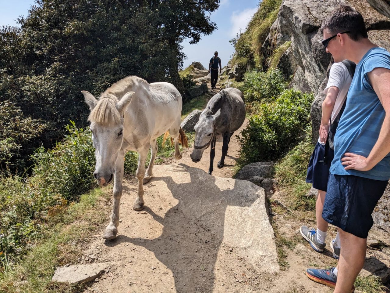 Don't be surprised to encounter horses on your trek to Triund, Dharamsala, October 8, 2023