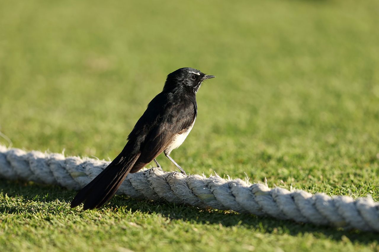 A Wagtail sits on the boundary rope, Western Australia vs Tasmania, Sheffield Shield, Final, WACA, March 21, 2024