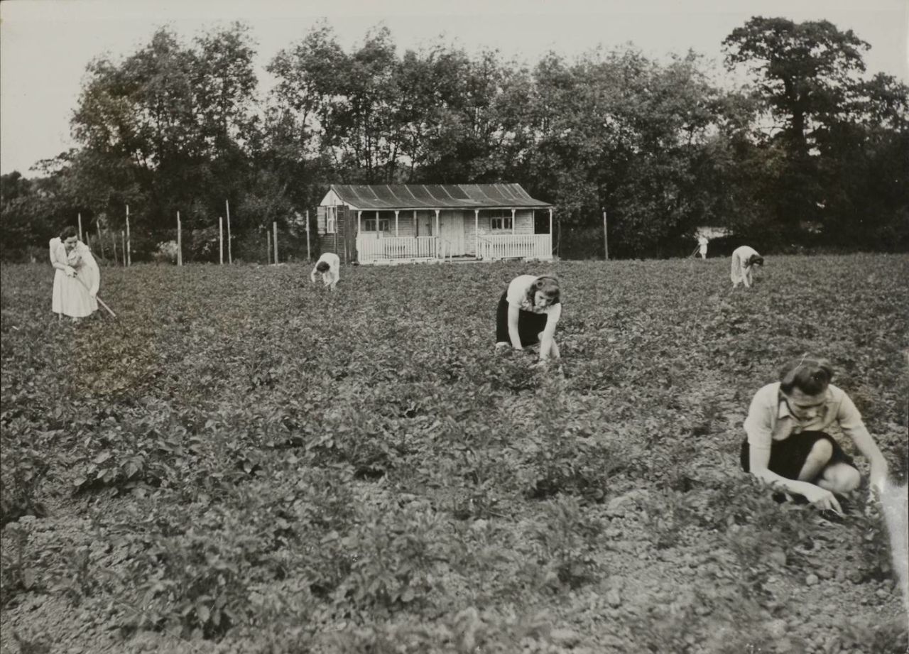 Employees of Messrs Carreras work on the potato bed of the firm's allotment in Edgware during World War II, July 1942