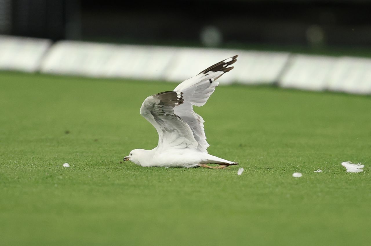 A seagull near the boundary was unfortunate to come in the way of a James Vince hit, Melbourne Stars vs Sydney Sixers, BBL 2024-25, Melbourne, January 9, 2025