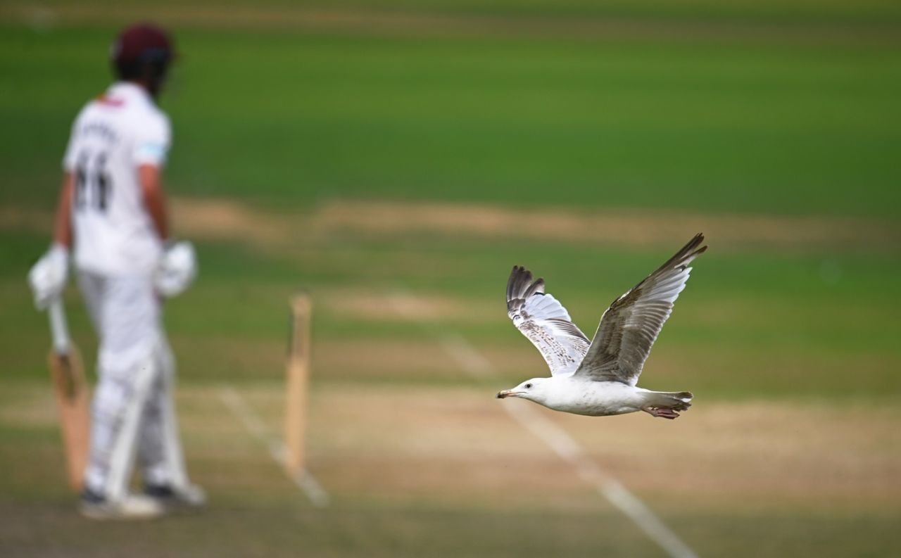 A seagull flies during the game, Somerset vs Nottinghamshire, Taunton, Division One, County Championship, June 29, 2025