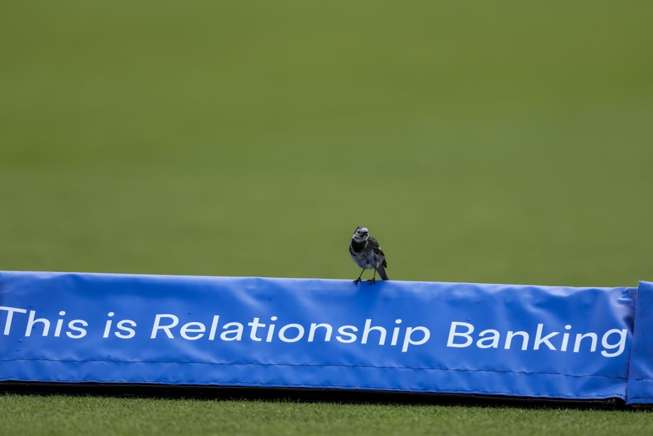 A wagtail takes interest in the proceedings, England vs India, 2nd women's ODI, Lord's, London, July 19, 2025