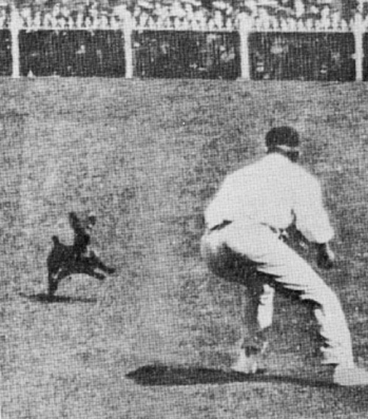 Clem Hill tries to catch an invading dog during the fourth Test at Melbourne, February 7, 1908