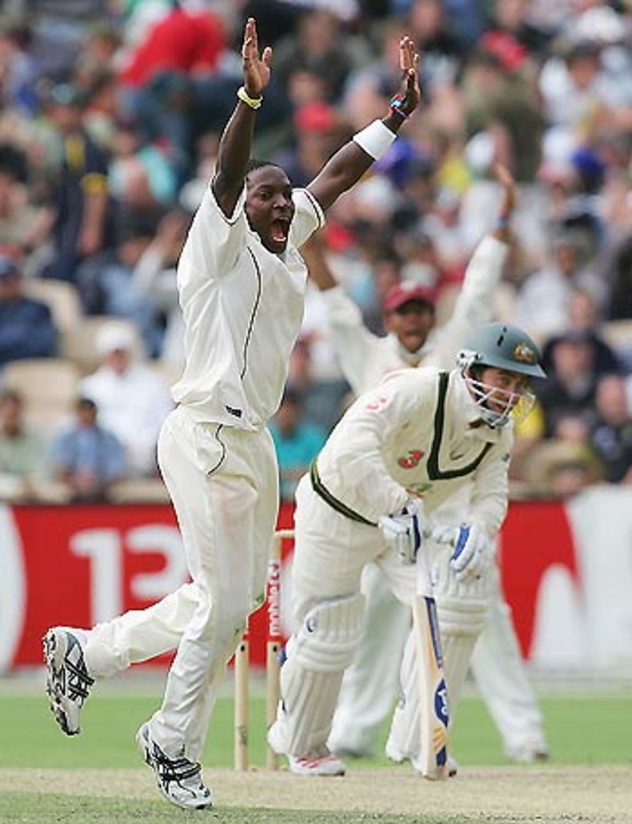 Fidel Edwards appeals - unsuccessfully - for the wicket of Justin Langer, Australia v West Indies, 3rd Test, Adelaide, 2nd day, November 26, 2005