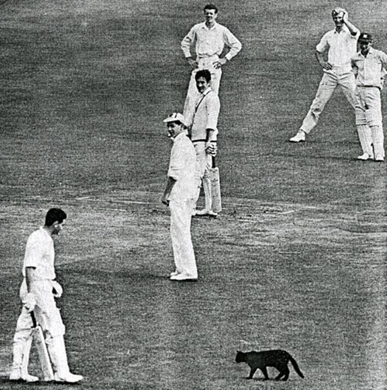 Sinbad, Lord's' replacement for Peter the cat, ambles across the outfield during the match between Southern Schools and The Rest, August 1963
