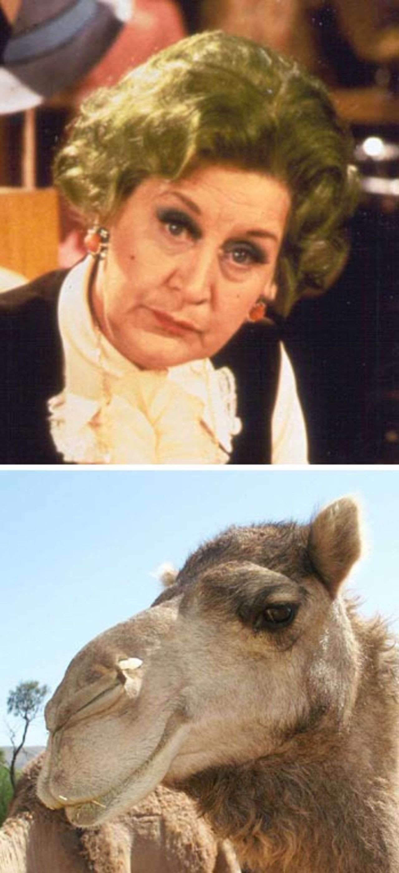 camel