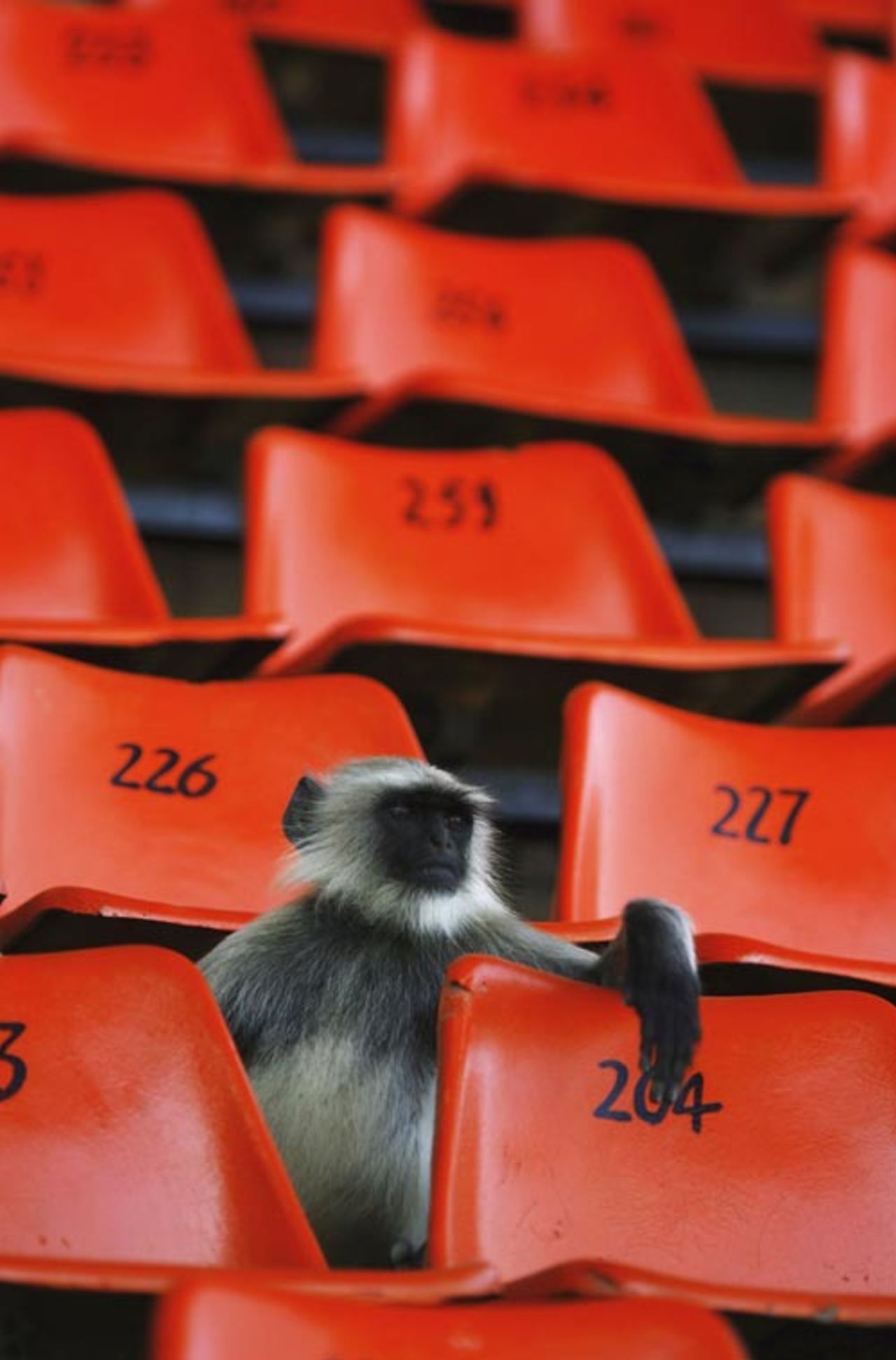 Organisers have denied that they have struggled to sell seats for the tournament ...  a monkey watches England's practice session, Ahmedabad, October 27, 2006