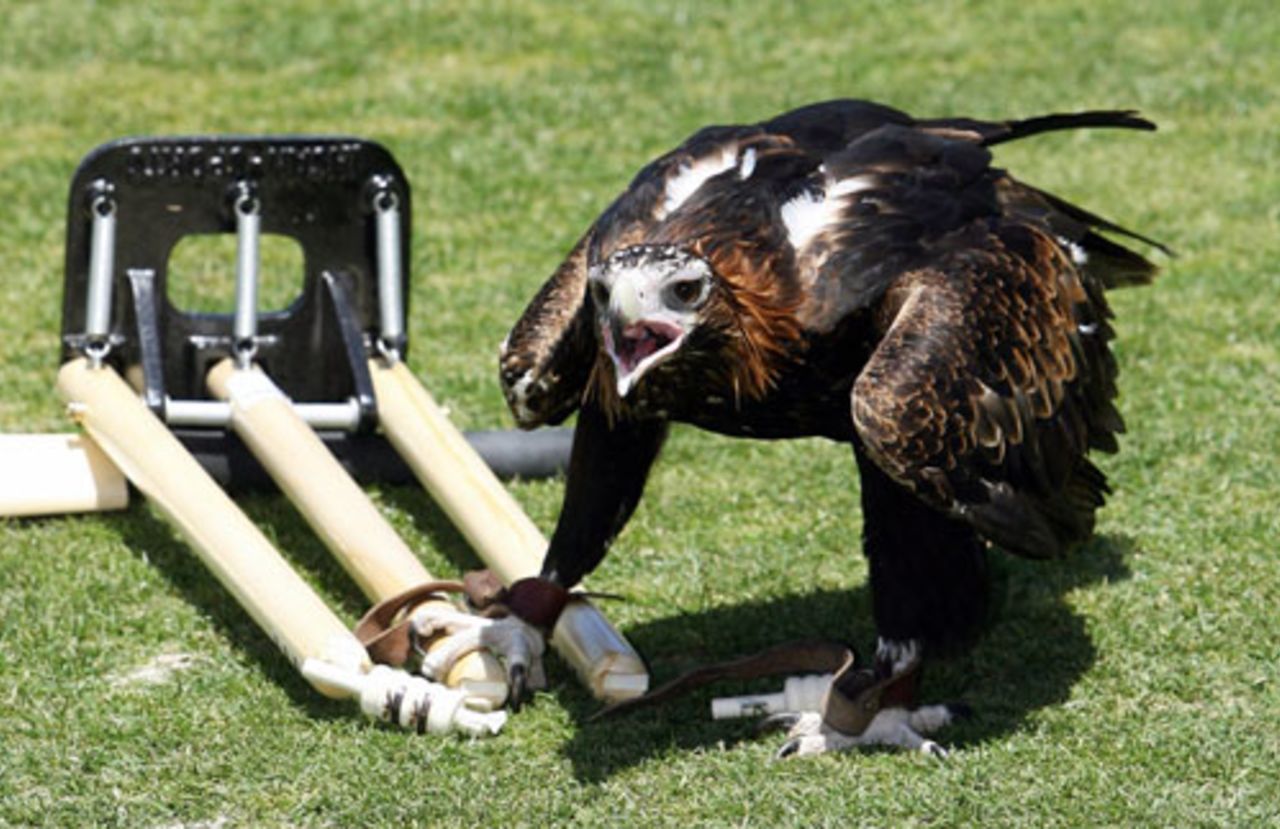 In the name of commercialism: a wedge-tailed eagle demolishes a set of stumps in a promotional photo shoot at the Sydney Cricket Ground, October 31, 2006