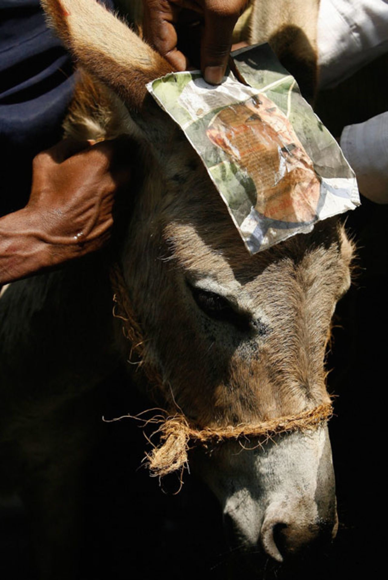A protestor holds a picture of Greg Chappell on a donkey's head in Mumbai, April 5, 2007