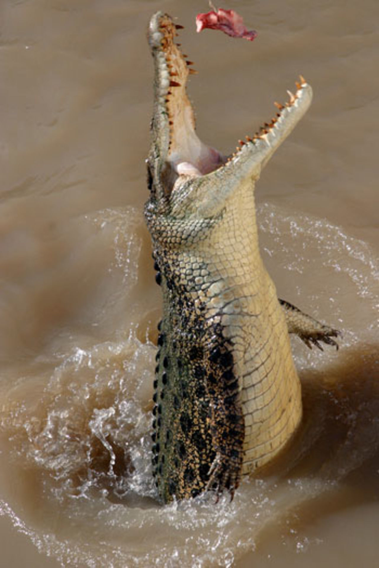You can still teach an old croc new tricks. Adelaide River, Darwin, 29.05.2007