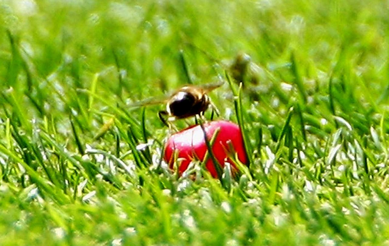 A bee sits on a jelly bean lying on the outfield, England v India, 2nd Test, Trent Bridge, 5th day, July 31, 2007