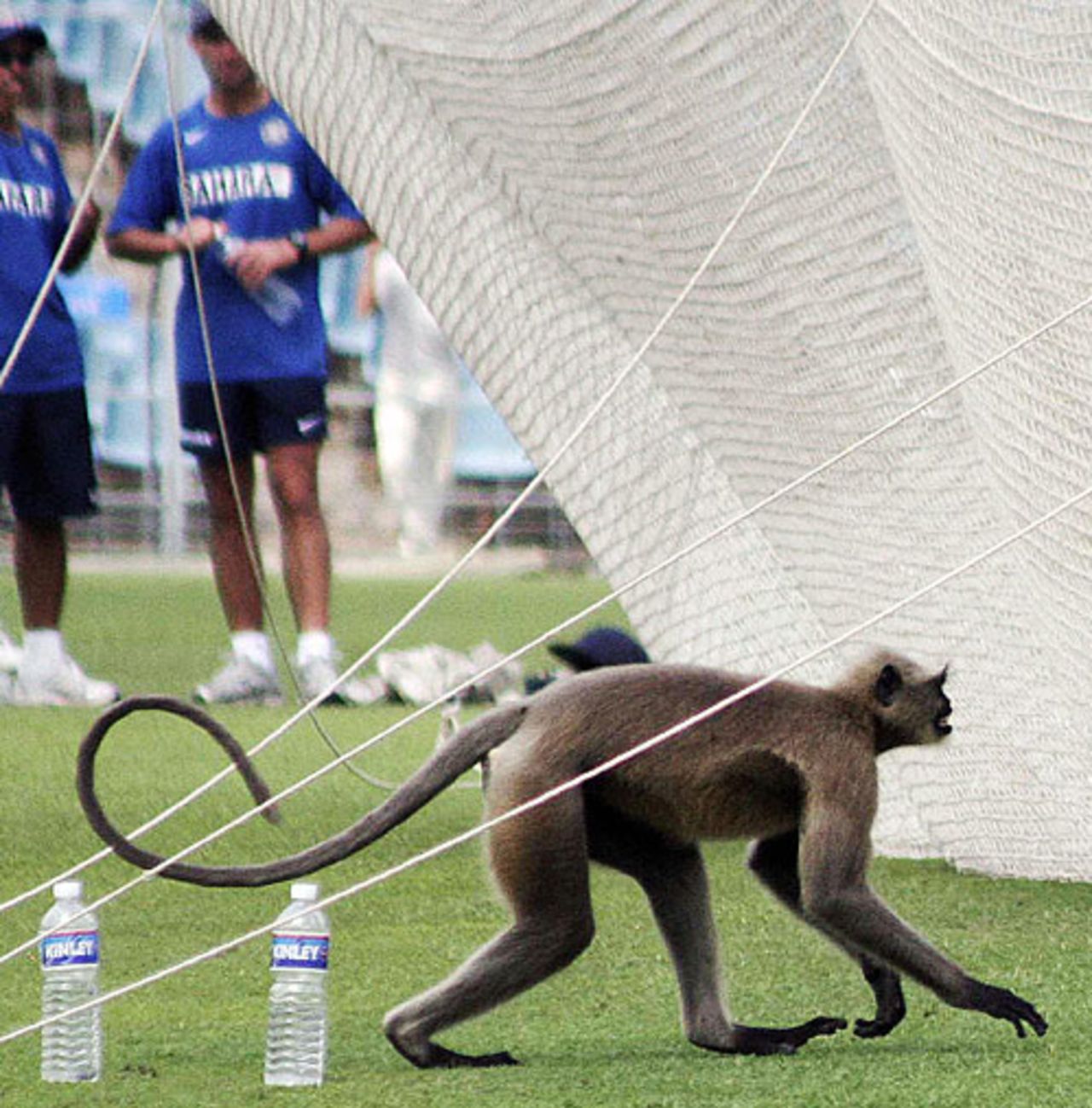 Phew that was a tough work-out: A monkey joins the Indian players at training at the Eden Gardens, Kolkata, November 3, 2007