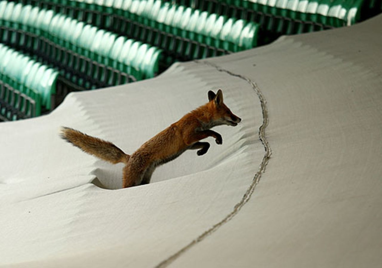 A fox jumps onto the sightscreen, Surrey v Nottinghamshire, The Oval, September 18, 2008