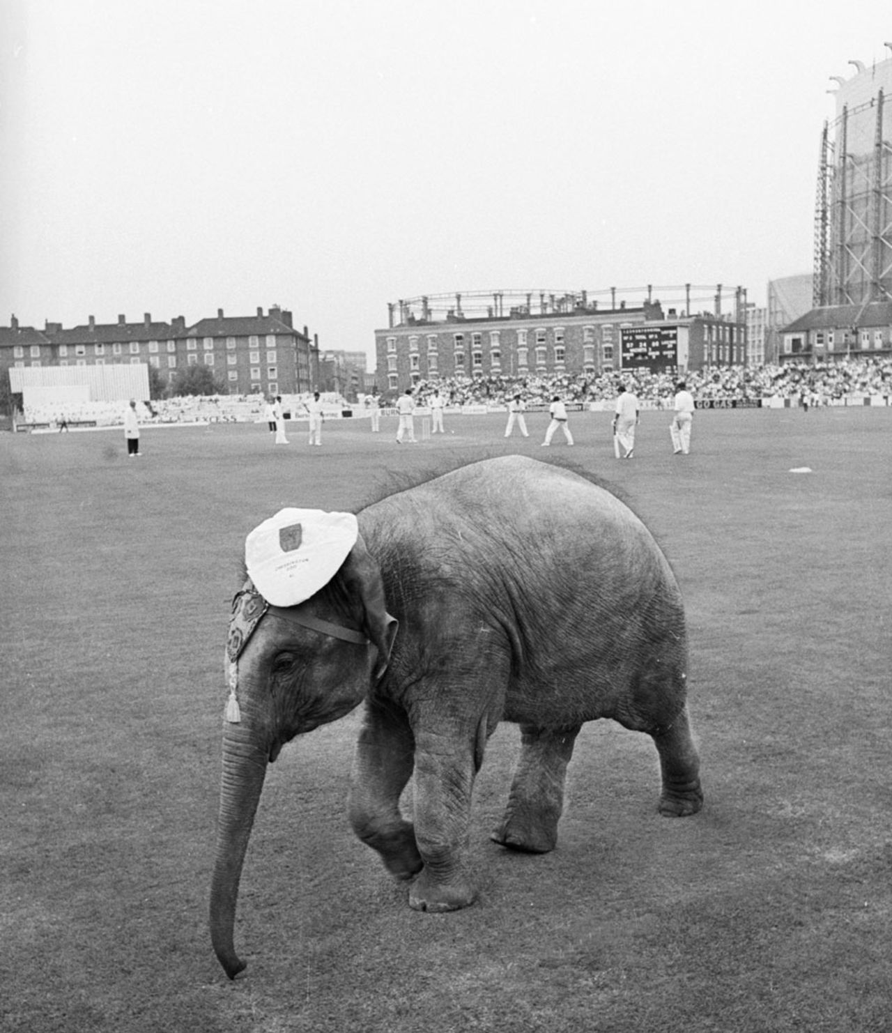 Bella, an Indian elephant from Chessington Zoo, in the outfield at The Oval, England v India, third Test, 24 August 1971 
