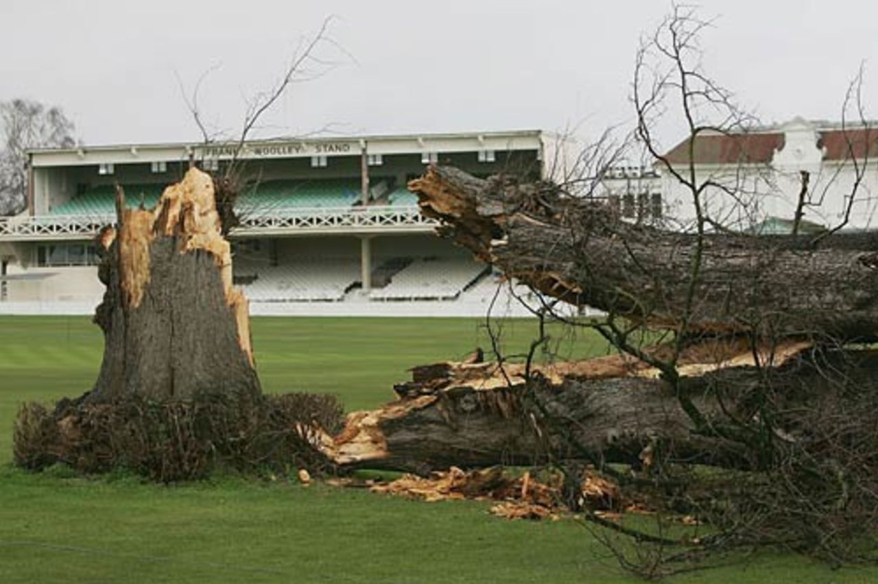 The remains of the lime tree at Canterbury, January 11, 2005