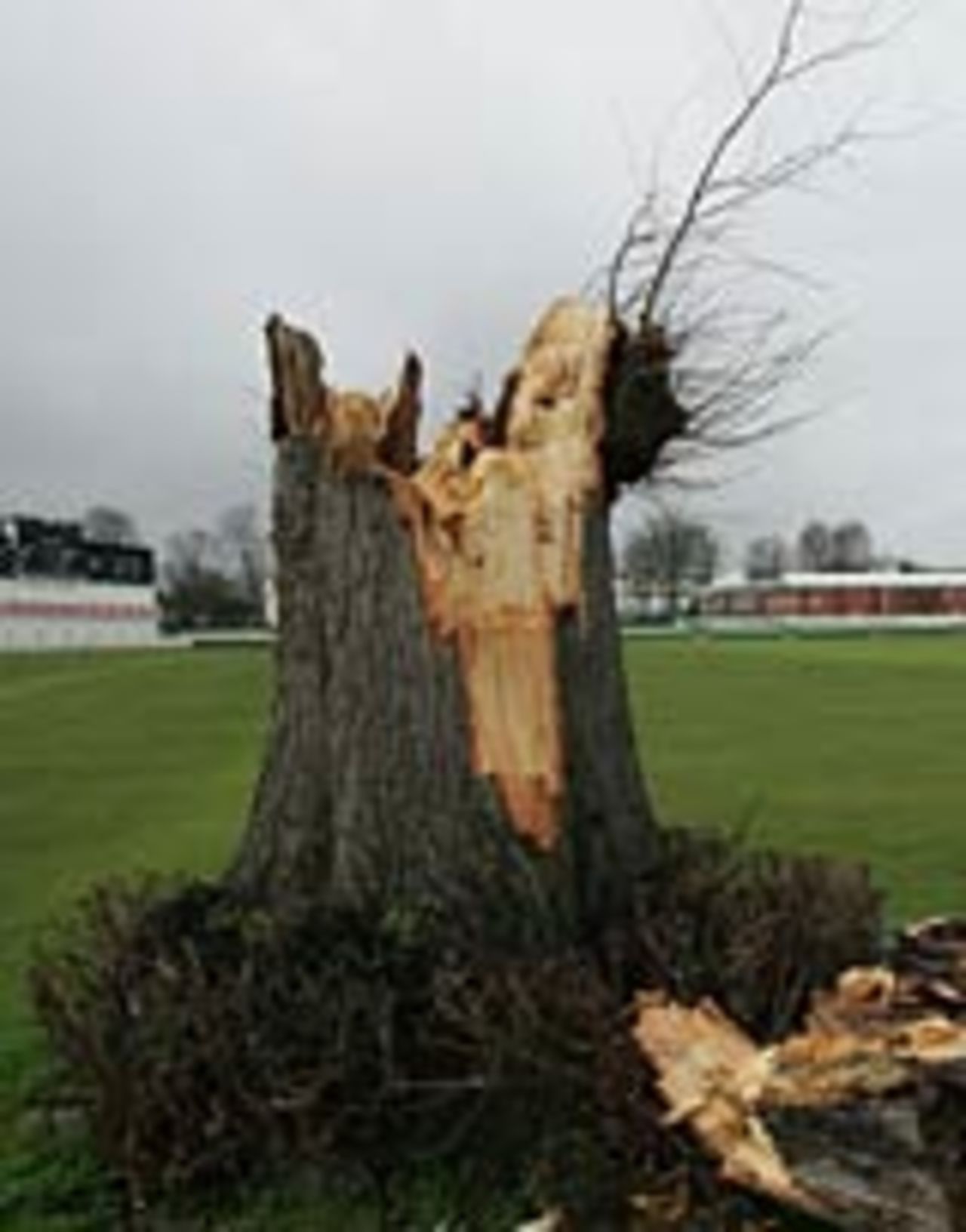 The stump of the lime tree at Canterbury, January 11, 2005