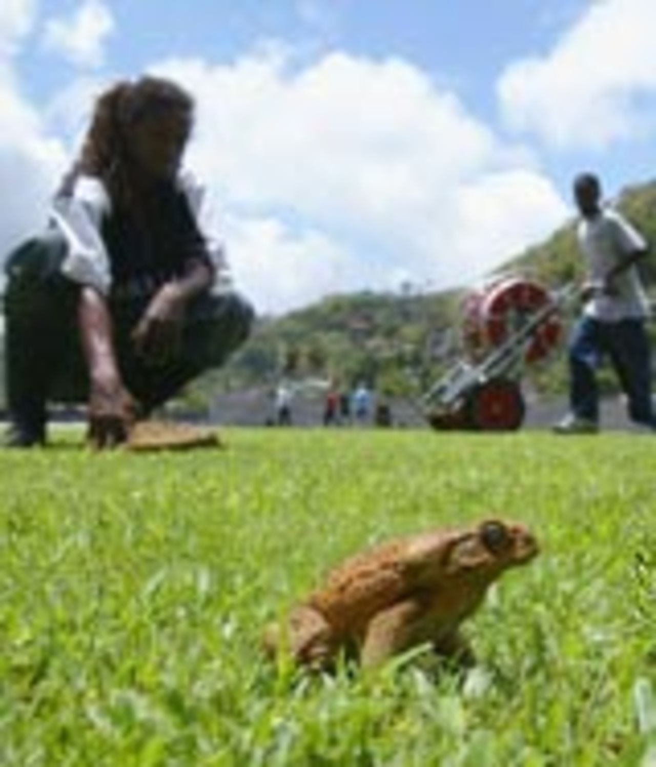 More at home than cricketers on the Grenada outfield