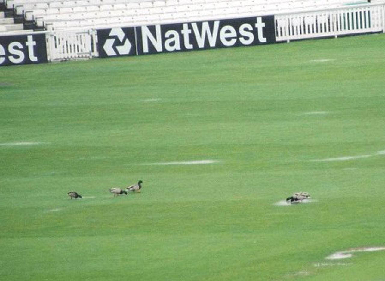 A family of ducks make themselves at home on the outfield at The Oval as the first day of Surrey's championship match with Kent is washed out (11 May 2000)