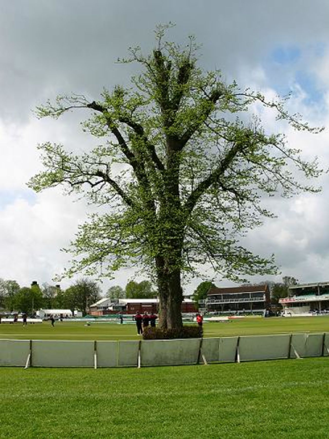 The Lime Tree, St.Lawrence Ground, Canterbury