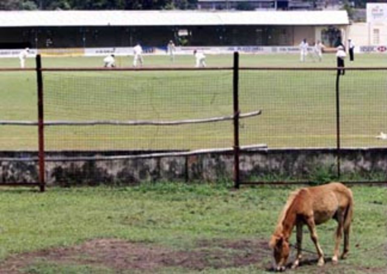 4 Sep 1999: A local horse is more interested in eating than watching the cricket, during day two of the tour match between the Sri Lanka Board XI and Australia at Saravanamuttu Stadium, Colombo, Sri Lanka.