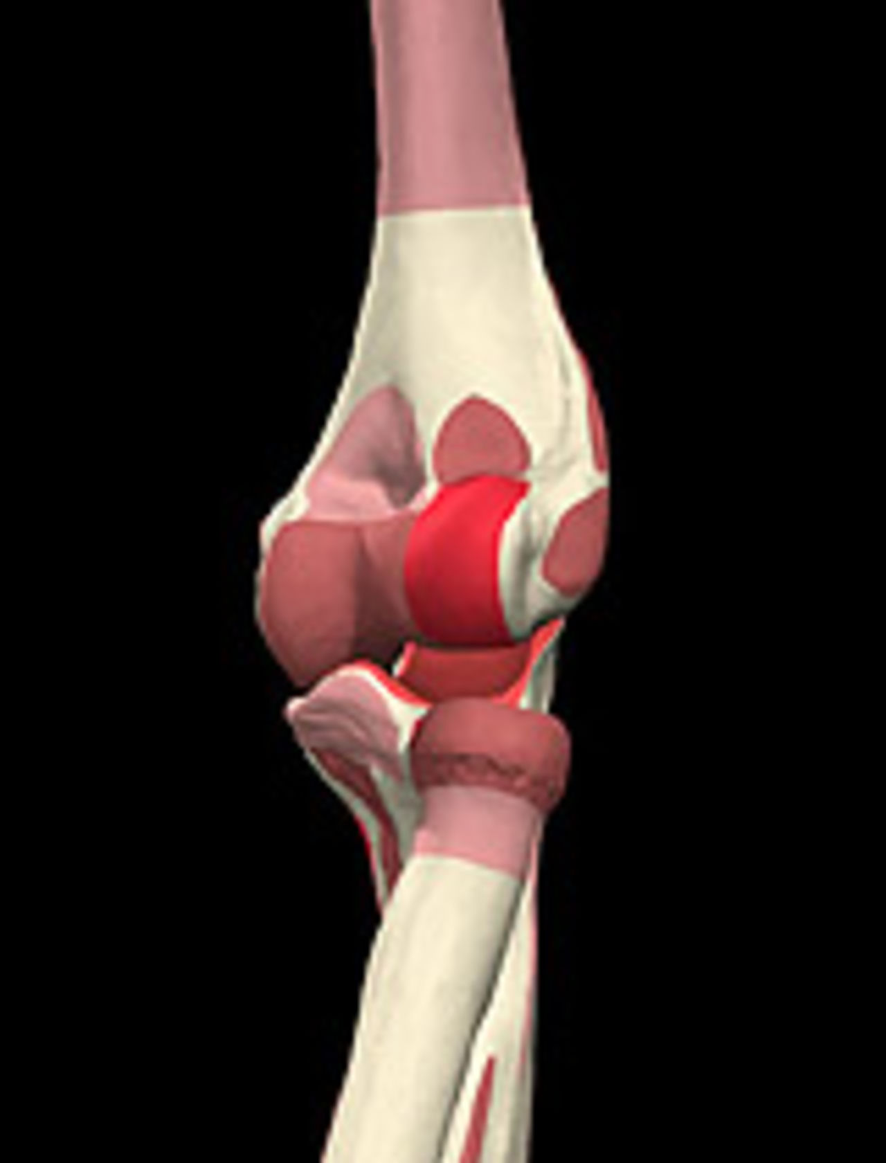 The bones of the lateral elbow showing the epicondyle