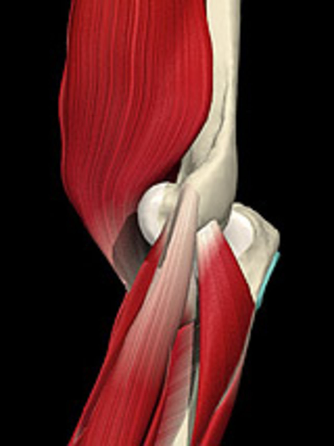 The lateral elbow showing where the extensor muscles of the forearm are attached
