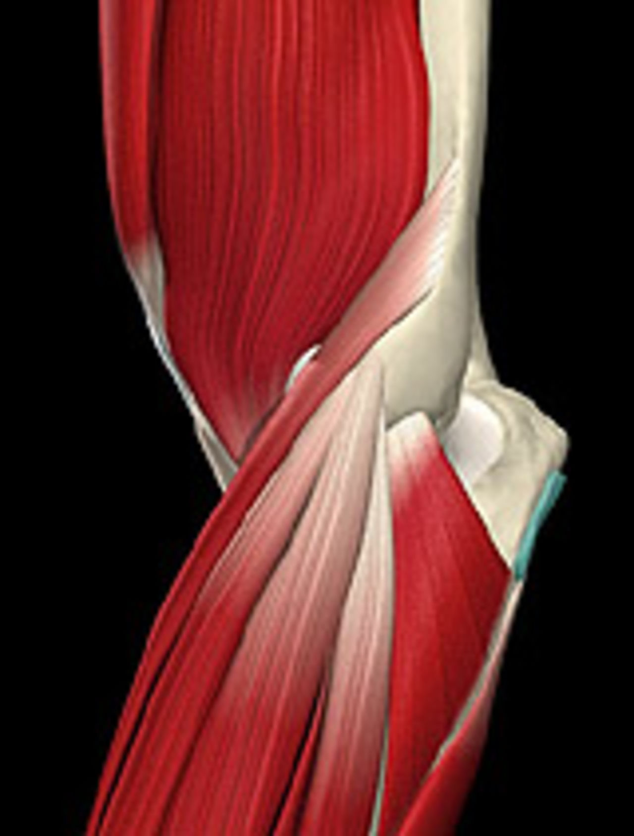 The lateral elbow showing where the deep muscles of the forearm are attached