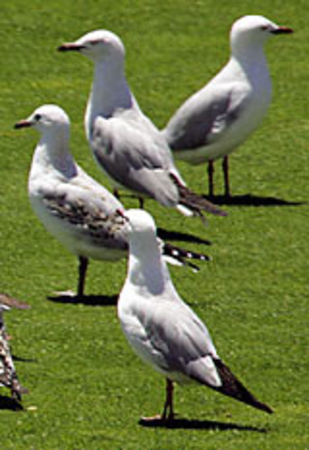 Seagulls ponder the demise of some close friends, Australia v New Zealand, 2nd Test, Adelaide, November 27, 2004