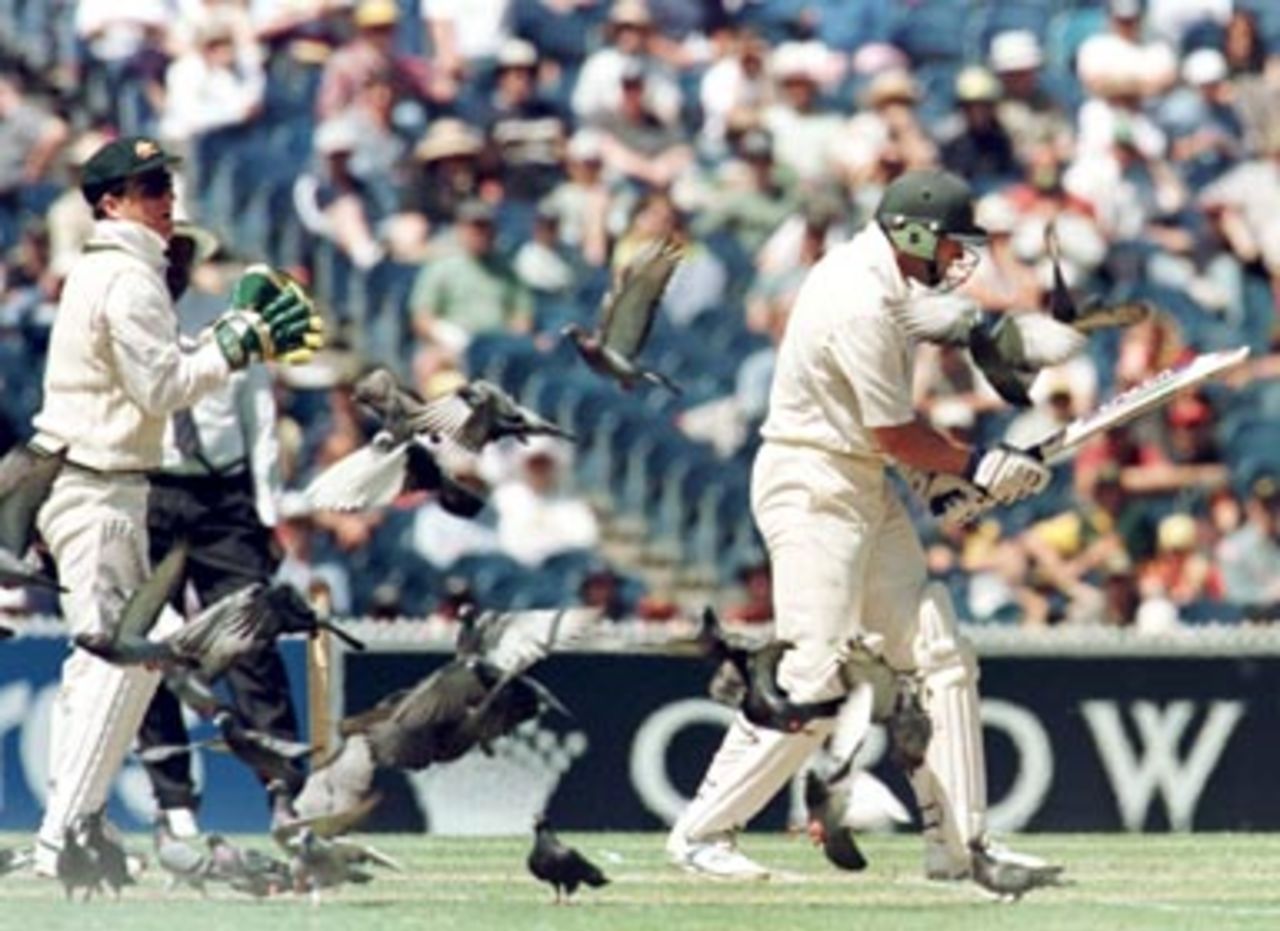 Jacques Kallis and Ian Healy battle with the pigeons during the 2nd day of the Australia v South Africa Test match at the MCG in Melbourne. December 27th 1997.