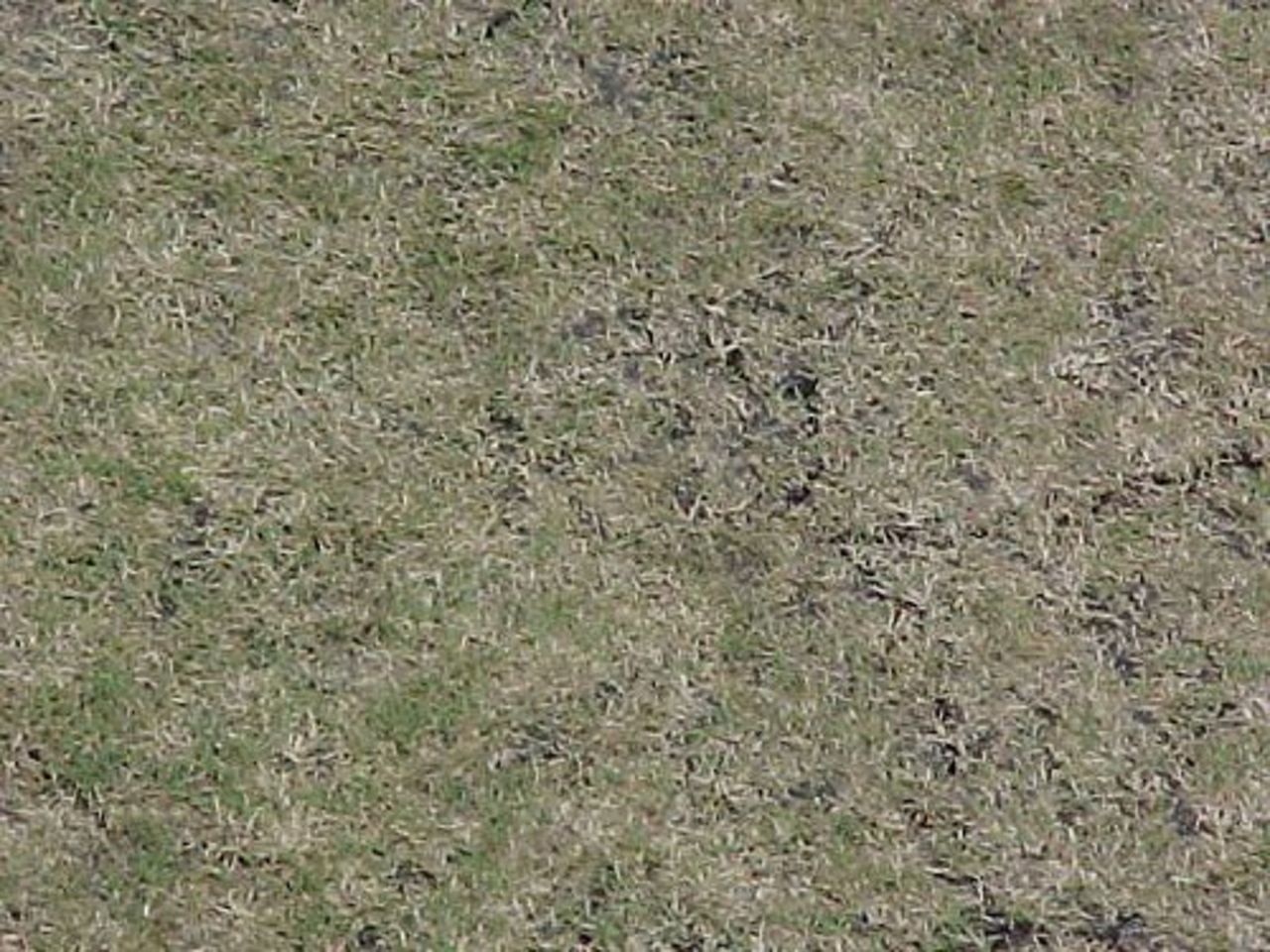 A close up view of the pitch at the start of the second Test between South Africa and England at Port Elizabeth (9 December 1999)