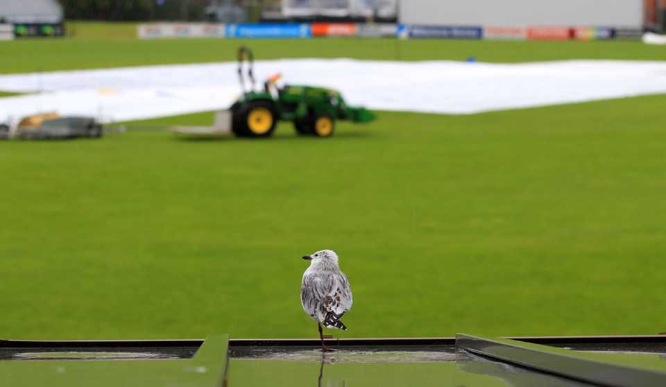 A bird enjoys the wet weather around the University Oval